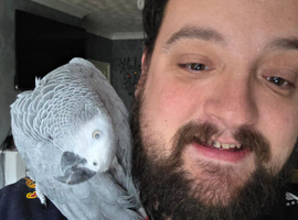 Beautiful female African Grey