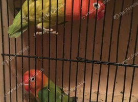 Green + Green euwings split red eye lutino.