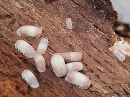 Isopods, millipedes and beetles