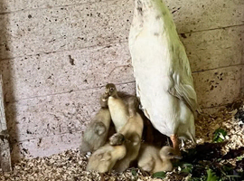 Indian Runner Ducklings