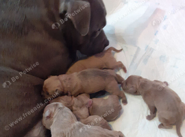 American bully s looking for there forever Holmes