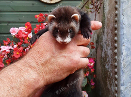 Polecat jill kits for sale