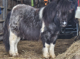 Bay Roan and White 1yr old mini colt
