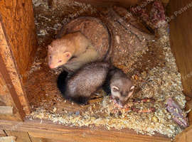 Young ferrets