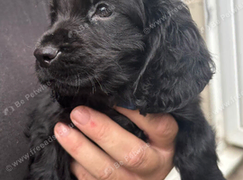 Cocker Spaniel Puppies