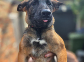 German shepherd x Malinois puppies