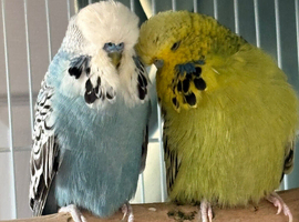 Exhibition budgies