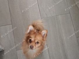 Female Pomeranian/ chihuahua