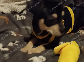 Two boy full chihuahua puppies