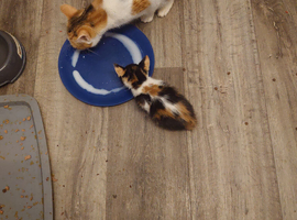 Calico female age 8-9