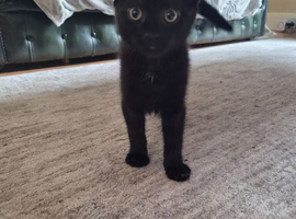 10 week old boy kitten
