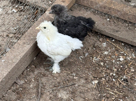Two silkie mixed chicks