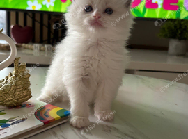 Pure Ragdoll Kittens &ndash; Available for Reservation