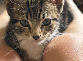Cute kittens