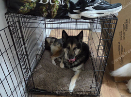 German shepherd cross Malamute rehome.