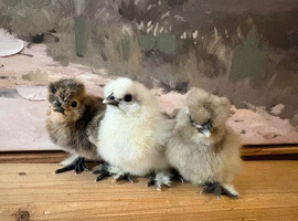Silkie chicks