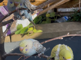 Baby Budgies