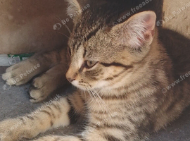 Now 4 months and very social.