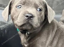Blue Staffy kc with papers