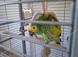 Yellow headed amazon