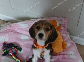 Baby Beagle