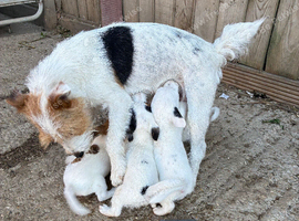Gorgeous jack Russell pups