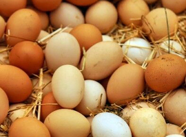 Wanted Pekin Hatching Eggs