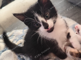 4 kittens looking for a loving family