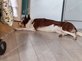Red bordercollie