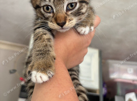 Beautiful kittens READY NOW