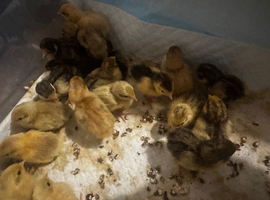 25 Chinese painted quail chicks