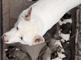American Akita Puppies