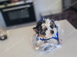 Yorkshire Terrier Puppies &ndash; 2 Boys Looking for Loving Homes