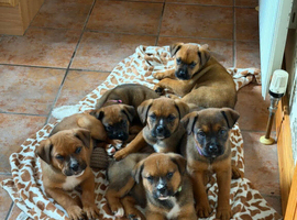 Boxweiler puppies