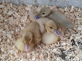 Weeks old Lavender/White Muscovy ducklings