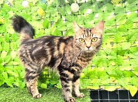 British Long Hair Cross Bengal Kittens.