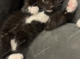 Kittens for sale
