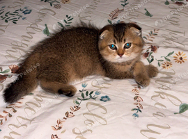 Scottish Fold Golden
