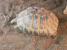 Adult male Hermann's tortoise (Testudo hermanni)