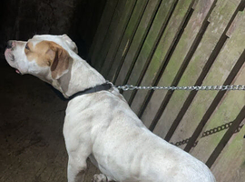 Bully Kutta x American Bulldog
