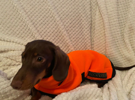 Dachshund looking for a good home