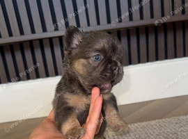 Fluffy Frenchie