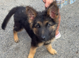German Shepard puppy