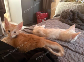 GENTLE GIANTS MAINE COON KITTENS