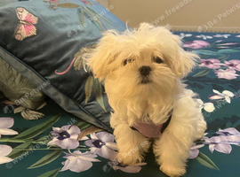 KC Reg Maltese Girl Puppy