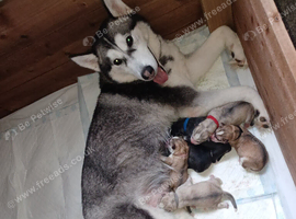 Exceptional siberian husky puppies