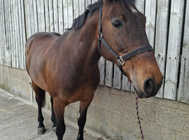Anglo European Sports Horse