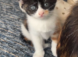 2 female kittens