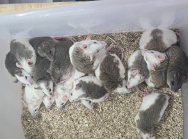 African Soft Furred Rats