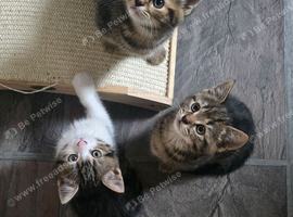 4 beutifull kittens